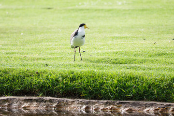 Australian native masked lapwing bird found in a field of grass at Adelaide, South Australian parklands