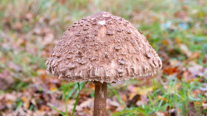Wild parasol mushroom growing in the forest