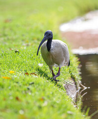 Australian ibis bird in bright sunlight in front of a lake in Adelaide, South Australia