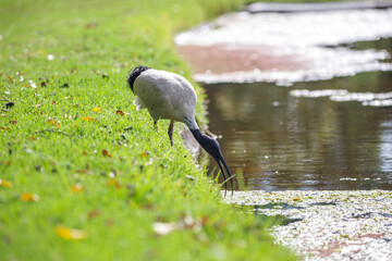 Australian ibis bird in bright sunlight in front of a lake in Adelaide, South Australia