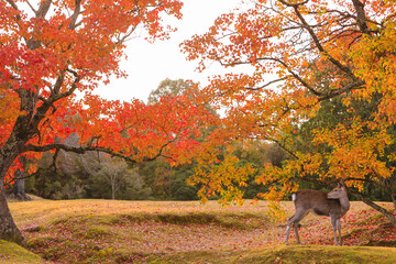 飛火野の紅葉と鹿_ナンキンハゼ_1