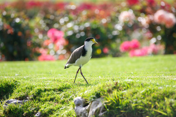 native masked lapwing bird found in a field of grass in front of colourful roses at Adelaide, South Australian parklands