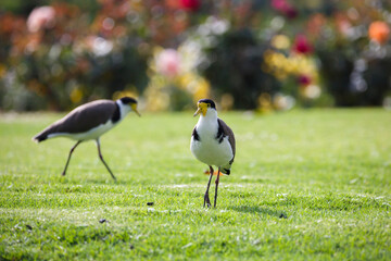 native masked lapwing bird found in a field of grass in front of colourful roses at Adelaide, South Australian parklands