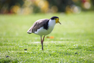 native masked lapwing bird found in a field of grass in front of colourful roses at Adelaide, South Australian parklands