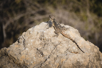 Portrait of a Cypriot lizard on a white stone. Natural habitat