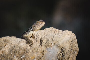 Portrait of a Cypriot lizard on a white stone. Natural habitat