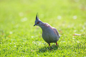 crested pigeon in bright sunlight at a park in Adelaide, South Australia
