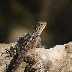 Portrait of a Cypriot lizard on a white stone. Natural habitat