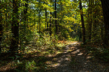 Early autumn in the forest. Świętokrzyskie Mountains in Poland.
