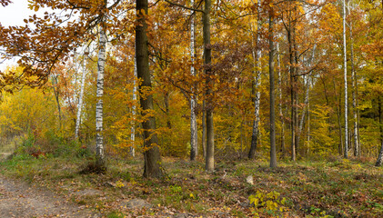 Fototapeta premium Birch and oak forest in the autumn time. Świętokrzyskie Mountains in Poland.