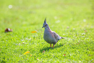 crested pigeon in bright sunlight at a park in Adelaide, South Australia
