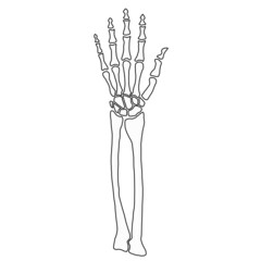 Skelett Hand mit Unterarm auf weißem Hintergrund