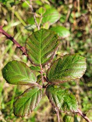 Wet leaves in a sunny day