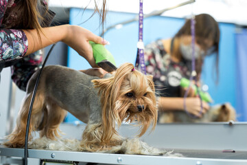 Veterinarian trimming a yorkshire terrier with a hair clipper in a veterinary clinic. Female groomer haircut Yorkshire Terrier on the table for grooming in the beauty salon for dogs