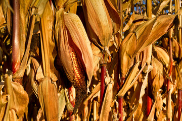 Ripe corn field background in sunny day