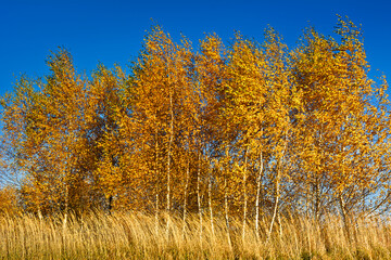 Autumn landscape with yellow birches