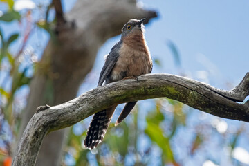  fantail cuckoo