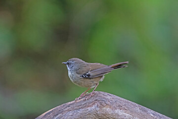 Obraz premium White-browed Scrubwren