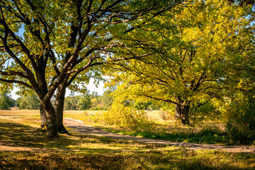 Fototapeta premium Sunny autumn day. Autumn Park. Orange foliage of trees and park paths. Natural autumn landscape
