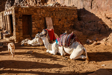 Two camels near the house are waiting for tourists to take them to the top of Mount Sinai (Mount...