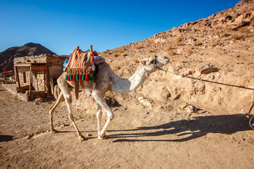 Camels on the Moses Mountain of Sinai Peninsula, Egypt