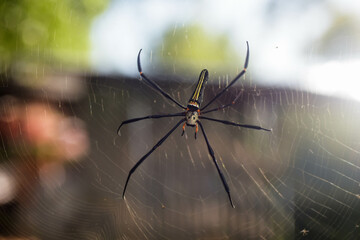 The spider is naturally beautiful in the morning winding its web.