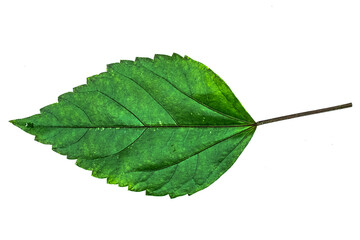 Fototapeta premium green leaf isolated on white