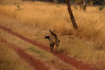 Naklejka na ściany i meble Hyena with leg of Sambar Deer in its mouth spotted during morning Jungle Safari