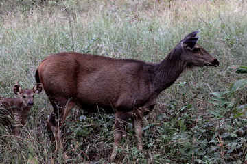Sideview of Indian Sambar Deer in the Jungle