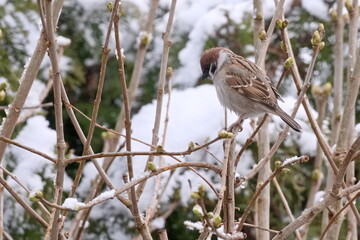 Gray sparrow in the garden in winter 