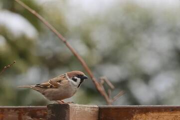 Gray sparrow in the garden in winter 