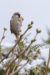Gray sparrow in the garden in winter 