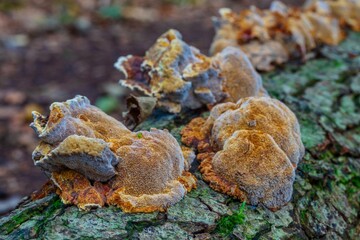 Close up of mushroom Inonotus Radiatus