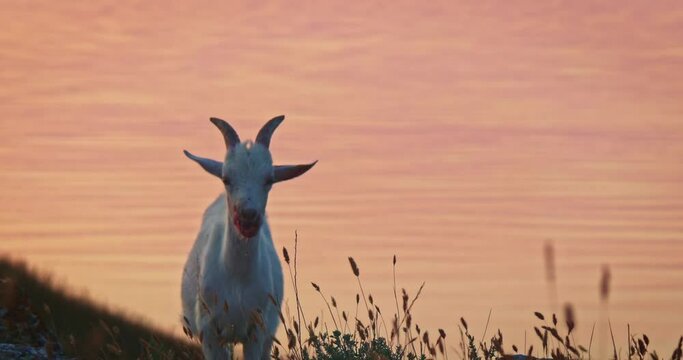 Goat standing on sunset sea coast