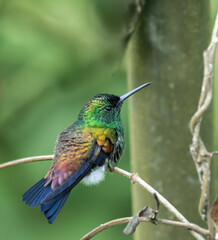 Copper Rump Hummingbird, ( amazilia tobaci ) brightly colored bird showing the fine feather detail perched on a branch with good lighting in the tropical forested areas of Trinidad West Indies