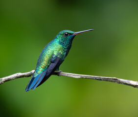 Fototapeta na wymiar Blue-Chinned Sapphire,(chlorestes notatus), brightly colored bird showing the fine feather detail perched on a branch with good lighting in the tropical forested areas of Trinidad West Indies