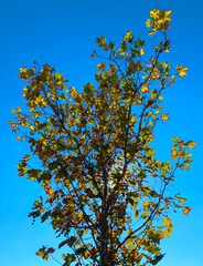 Arbol de hoja caduca en soleado dia de otoño