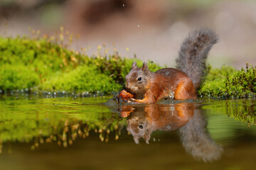 Eurasian red squirrel (Sciurus vulgaris)  searching for food in the forest of Noord Brabant in the Netherlands.