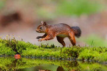 Eurasian red squirrel (Sciurus vulgaris)  searching for food in the forest of Noord Brabant in the Netherlands.