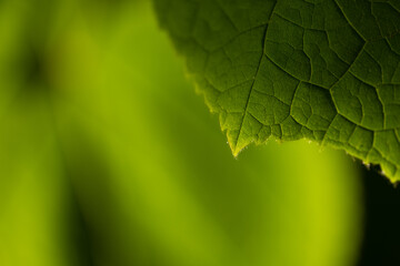 緑の生き生きとした葉