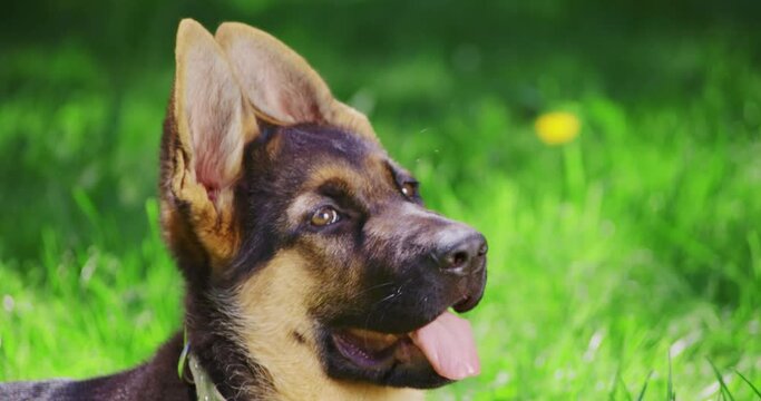 Cute german shepherd puppy lying in grass and holding mouth open. Tired little dog taking rest after active walk at summer. Purebred pet on nature,