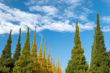 色づき始めた銀杏並木　11月