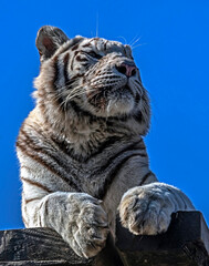 White tiger on the board. Latin name -Panthera tigris tigris, var. alba