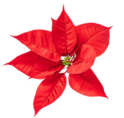Red Christmas flower  Poinsettia isolated on white background. Xmas symbol Flat lay. Top view..