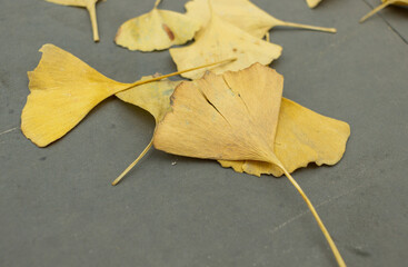 Fading leaves on the road, which are ginkgo tree leaves. Autumn Season