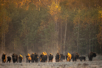 European bison - Bison bonasus in the Knyszyn Forest (Poland) © szczepank