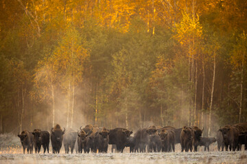 European bison - Bison bonasus in the Knyszyn Forest (Poland) © szczepank