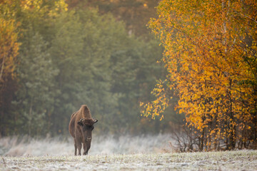 European bison - Bison bonasus in the Knyszyn Forest (Poland) © szczepank