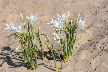 Sea daffodil - Pancratium maritimum grows on coastal sands and it is a bulbous perennial flower.