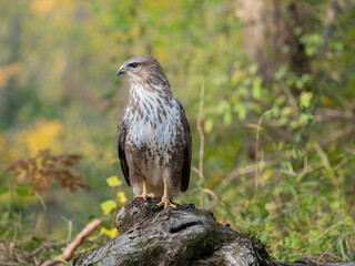 A common buzzard (Buteo buteo) in the forest
